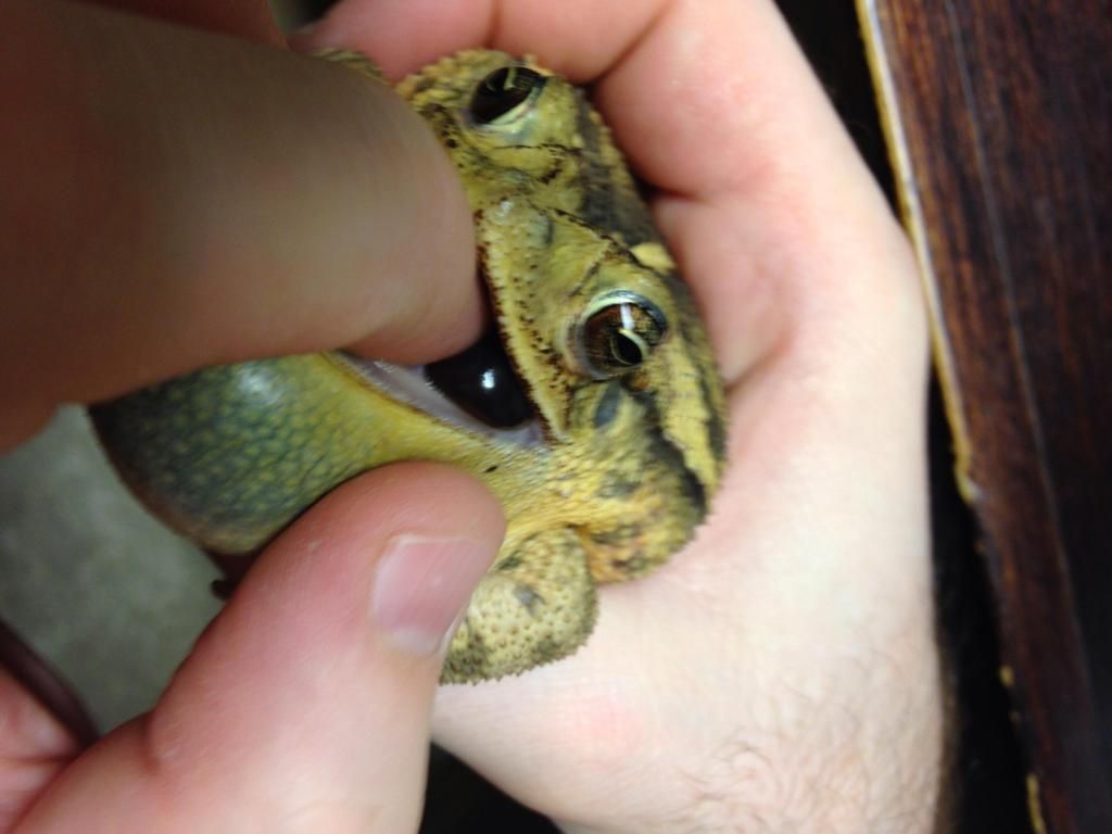 Help! I stepped on a frog